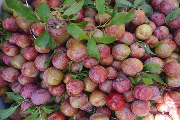 Mận máu tím đỏ Hoàng Su Phì 