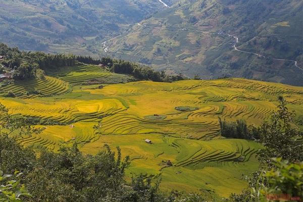 Mùa lúa vàng tuyệt đẹp ở Y Tý