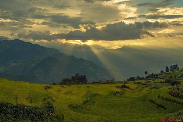 Mùa lúa vàng tuyệt đẹp ở Y Tý