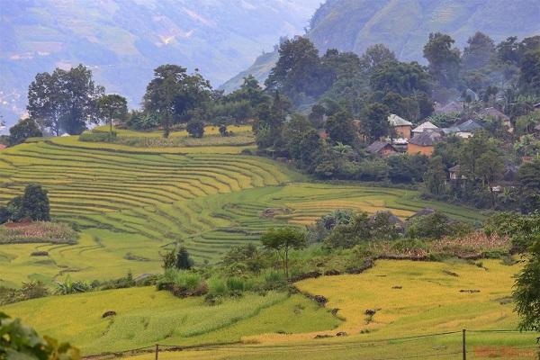 Mùa lúa vàng tuyệt đẹp ở Y Tý