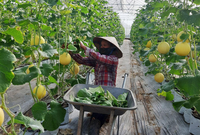 Hà Nội phấn đấu có 150 mô hình HTX nông nghiệp ứng dụng công nghệ cao, chuyển đổi số