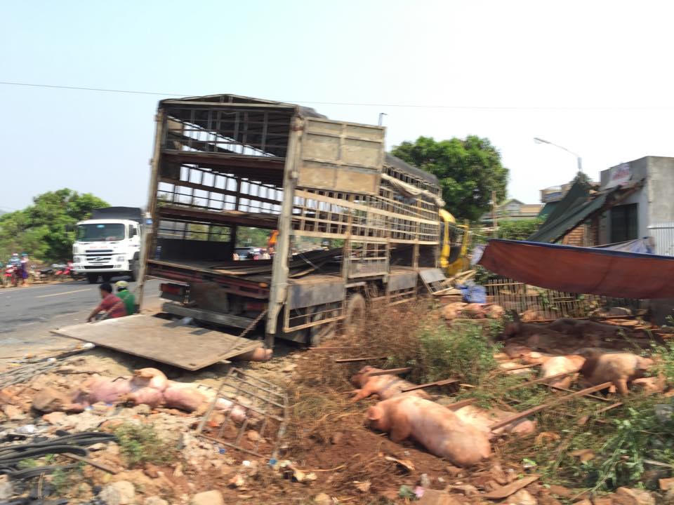 Đăk Lăk: Xe tải tông xe khách, 1 người tử vong, heo chết la liệt