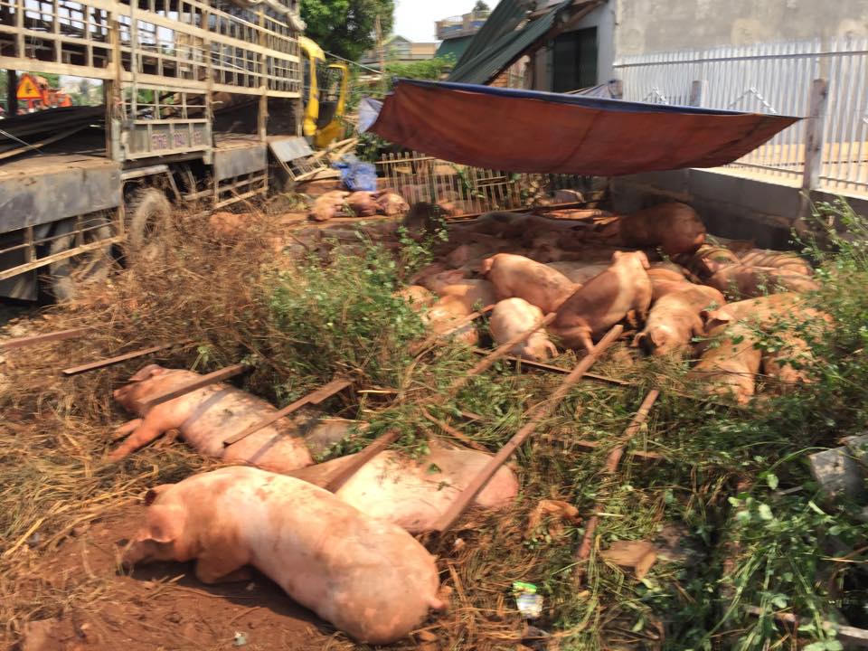 Đăk Lăk: Xe tải tông xe khách, 1 người tử vong, heo chết la liệt