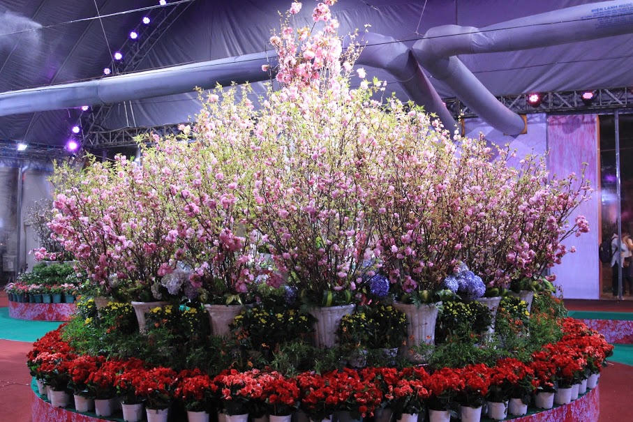 Hoa anh đào rực rỡ khoe sắc giữa nắng cháy phương Nam