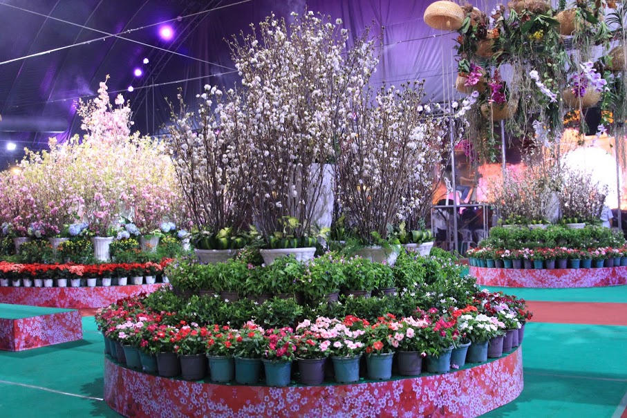 Hoa anh đào rực rỡ khoe sắc giữa nắng cháy phương Nam