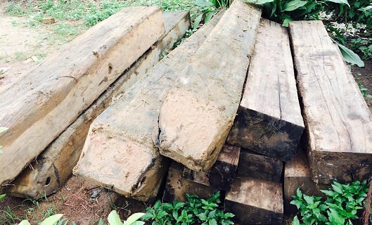 Kon Tum: Phát hiện nhiều gỗ "vô chủ" sát xưởng gỗ "có chủ"