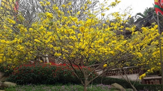 Lễ hội Yên Tử năm 2016 đã  đón 1,27 triệu lượt du khách về lễ Phật