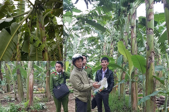 Phú Thọ: Hàng nghìn buồng chuối sắp thu hoạch bị kẻ gian triệt hạ