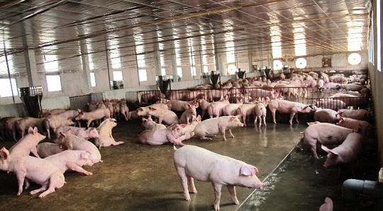 Quảng Ninh: Bộ đội mua lợn thịt hỗ trợ hỗ trợ người chăn nuôi