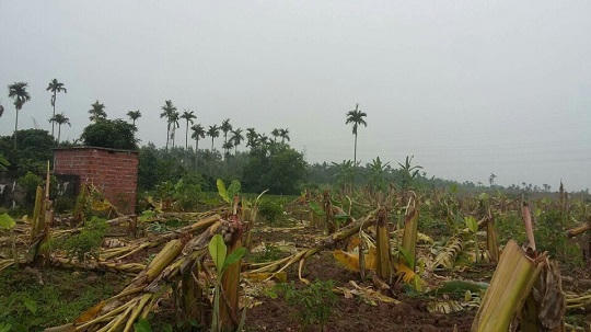 Hải Phòng: Vụ đốn hạ vườn chuối ở Thuỷ Nguyên có dấu hiệu huỷ hoại tài sản
