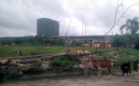 Thái Bình: Công ty chế biến thức ăn chăn nuôi gây ô nhiễm môi trường, dân kêu trời, chính quyền bó tay?