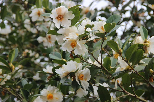 Đẹp ngỡ ngàng Bình Liêu mùa hoa Sở trắng