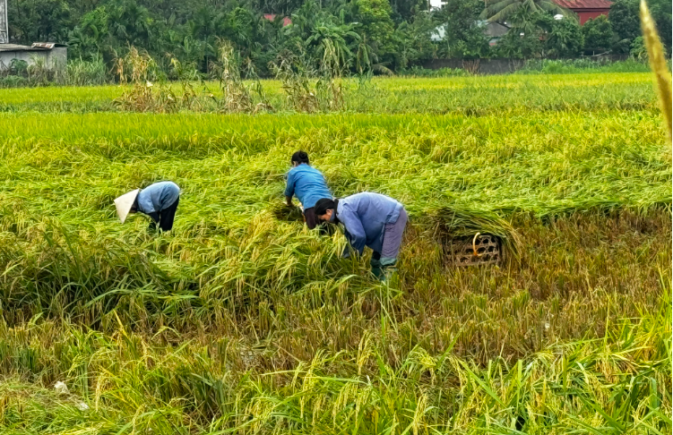 Phú Thọ tập trung khôi phục sản xuất sau cơn bão số 3