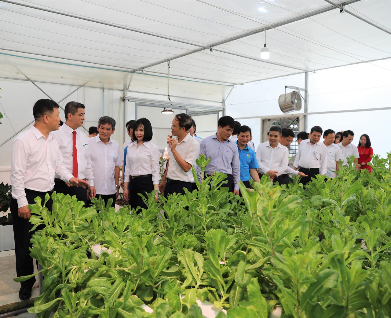 Khi doanh nghiệp sản xuất phân bón 'xắn tay' làm nông nghiệp