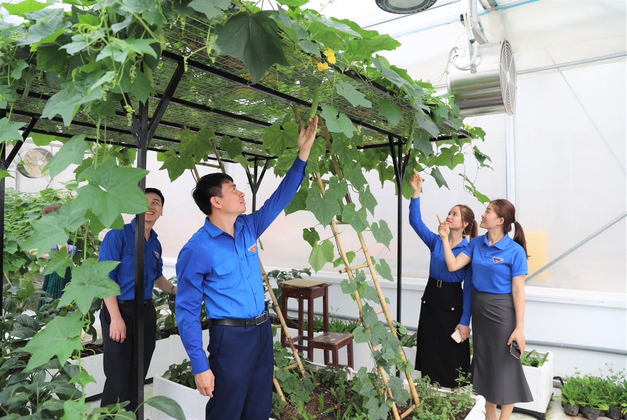 Khi doanh nghiệp sản xuất phân bón 'xắn tay' làm nông nghiệp