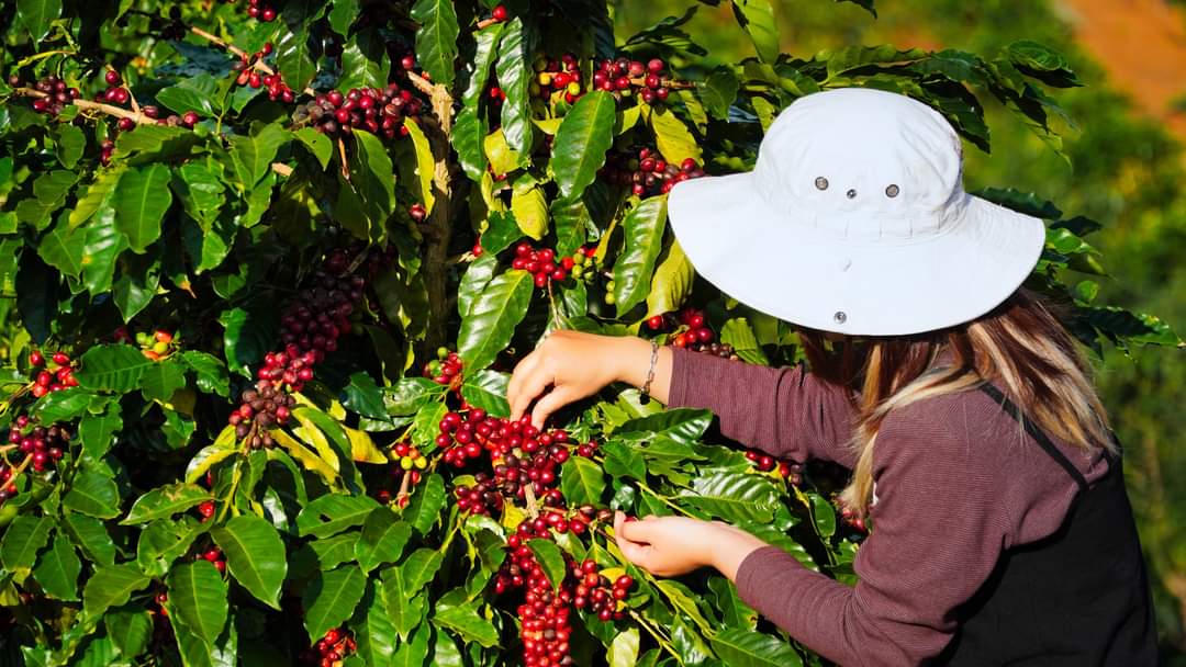 Về Gia Lai thưởng thức cà phê