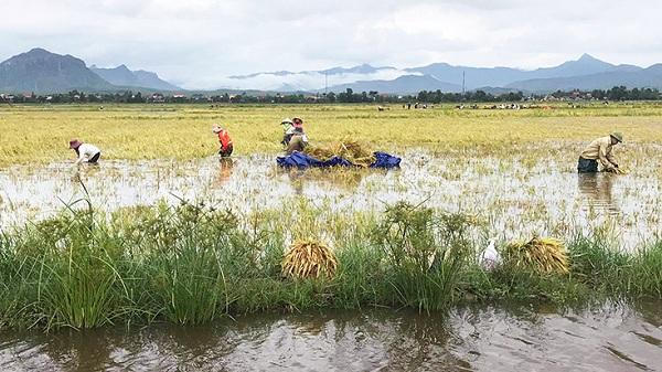 Gấp rút lên phương án bảo vệ tàu thuyền, di dời dân, xả tràn hồ chứa... để ứng phó bão