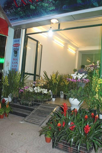 Đại gia “săn” địa lan, bình dân “xài” tài lộc 