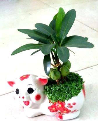 Đại gia “săn” địa lan, bình dân “xài” tài lộc 