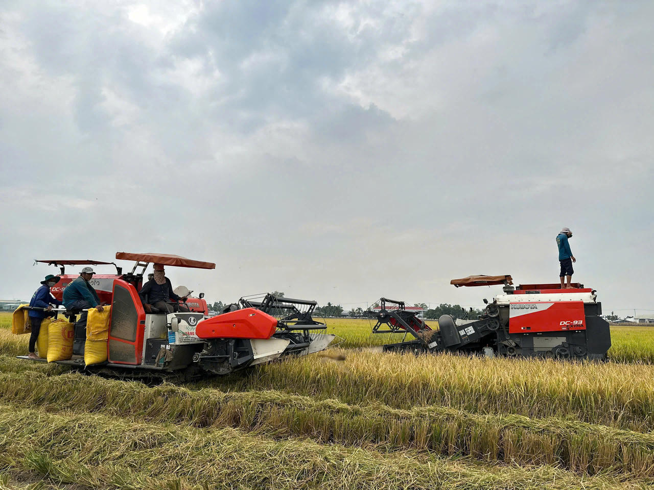 Đẩy mạnh cho vay sản xuất, kinh doanh lúa gạo