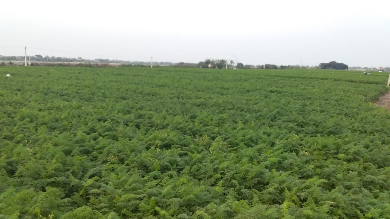 Gần 40.000 tấn nông sản của Hải Dương “tắc đường” ra Cảng Hải Phòng