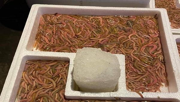 Rươi đầu mùa Hải Dương giá "mềm" bất ngờ, không như lời đồn