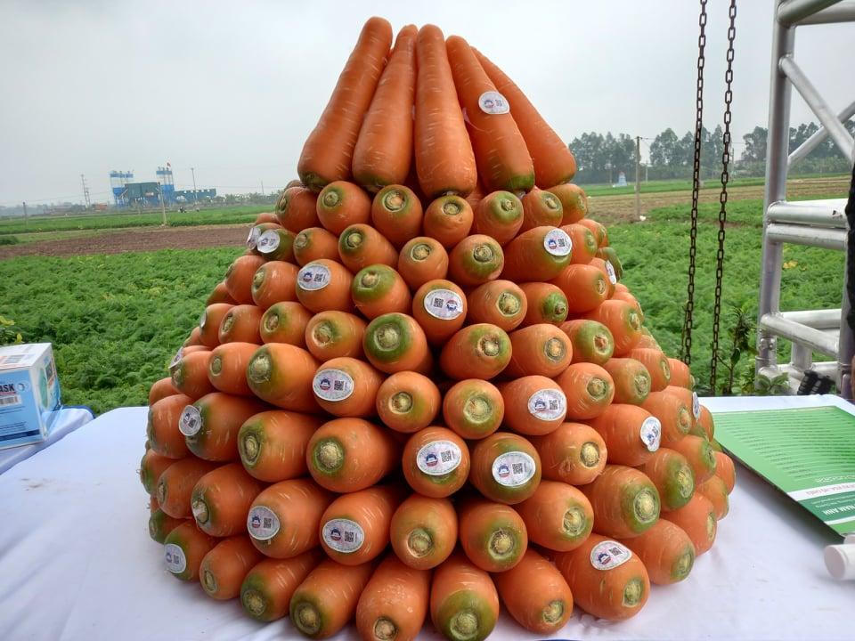 Hải Dương kết nối gần 150 điểm cầu xúc tiến trực tuyến tiêu thụ cà rốt