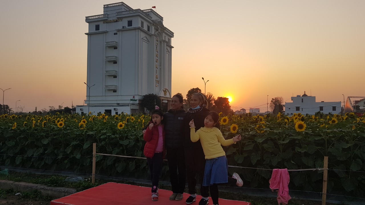 Hàng vạn bông hoa hướng dương khoe sắc rực rỡ tại TP Hải Dương