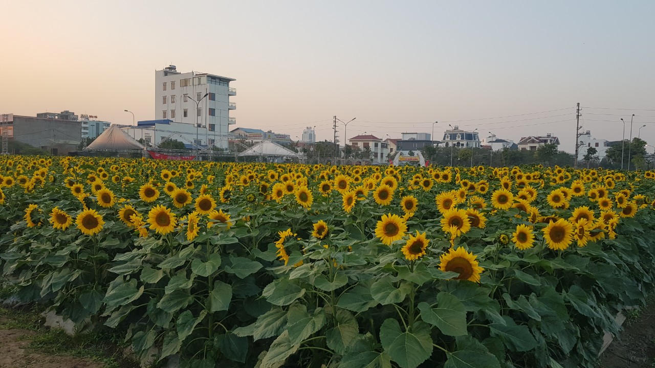 Hàng vạn bông hoa hướng dương khoe sắc rực rỡ tại TP Hải Dương