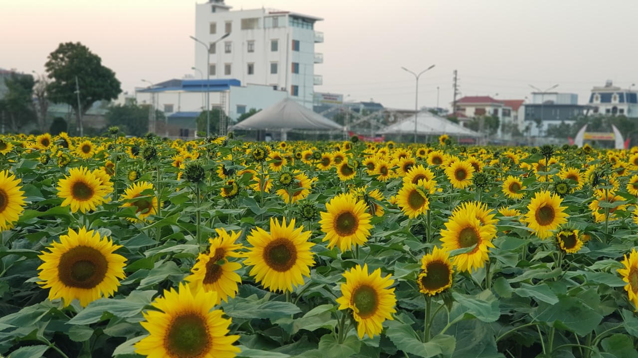 Hàng vạn bông hoa hướng dương khoe sắc rực rỡ tại TP Hải Dương
