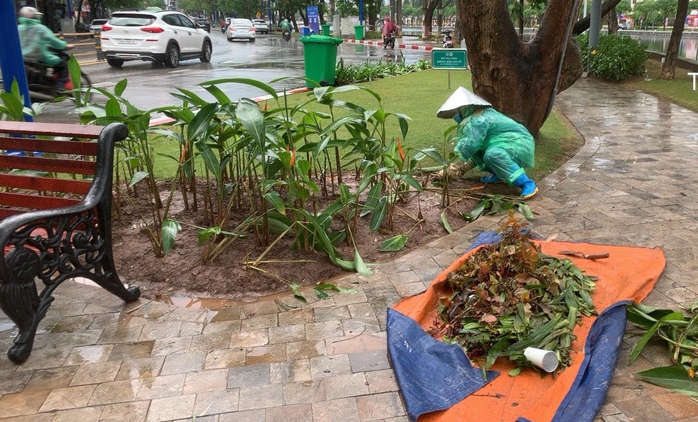 Công nhân đội mưa dọn dẹp cây hoa dập nát sau đêm khai trương phố đi bộ ở Hải Dương