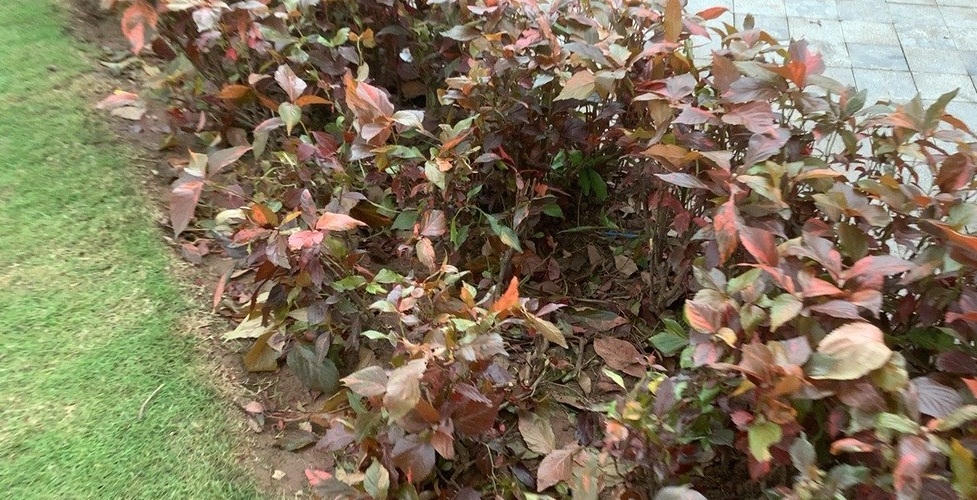 Công nhân đội mưa dọn dẹp cây hoa dập nát sau đêm khai trương phố đi bộ ở Hải Dương