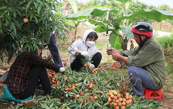 Vải đầu mùa ở Thanh Hà (Hải Dương) có giá gần 100 ngàn đồng/kg