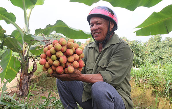 Vải đầu mùa ở Thanh Hà (Hải Dương) có giá gần 100 ngàn đồng/kg