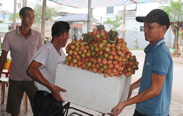 Vải đầu mùa ở Thanh Hà (Hải Dương) có giá gần 100 ngàn đồng/kg