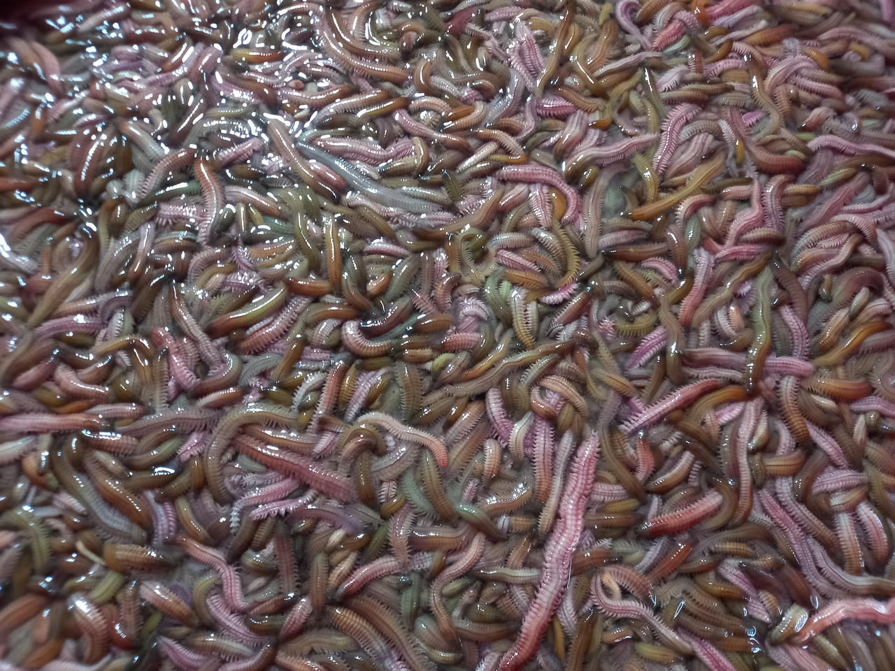 Theo chân người dân đi bắt rươi đêm ở Tứ Kỳ