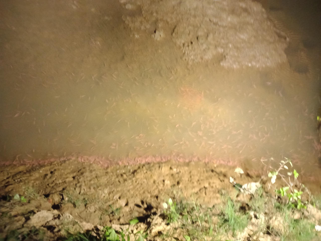 Theo chân người dân đi bắt rươi đêm ở Tứ Kỳ