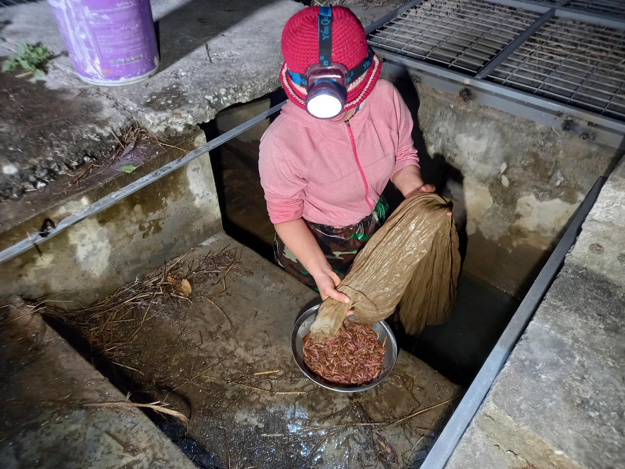 Theo chân người dân đi bắt rươi đêm ở Tứ Kỳ