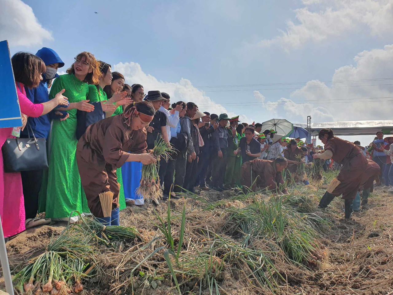 Sôi nổi lễ hội thu hoạch hành, tỏi ở Hải Dương