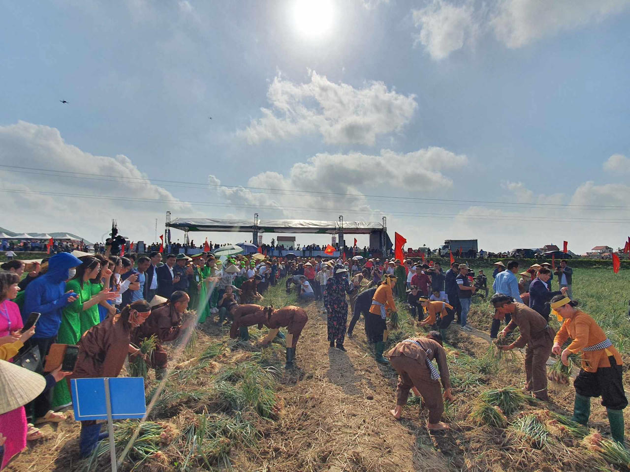 Sôi nổi lễ hội thu hoạch hành, tỏi ở Hải Dương