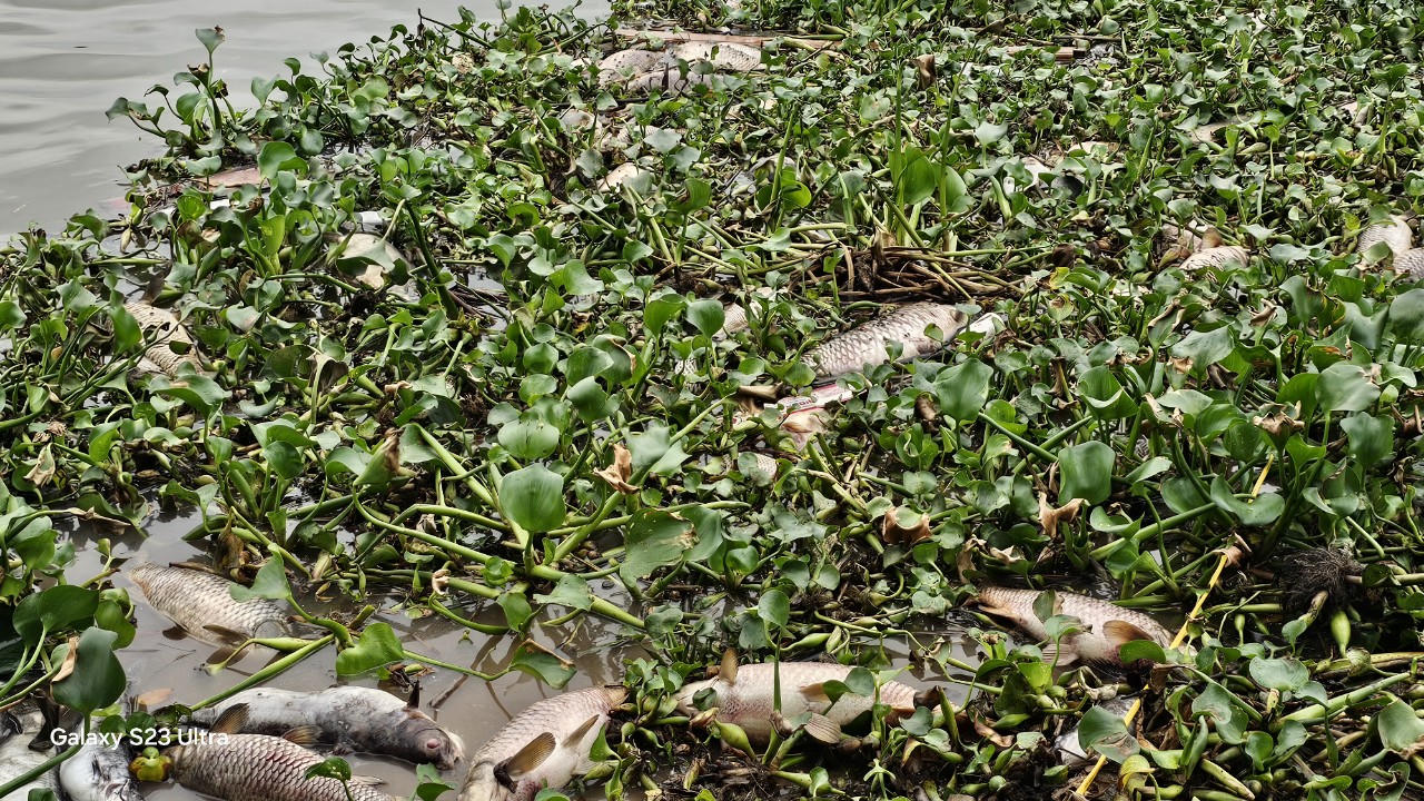 Cá lồng chết bất thường ở Hải Dương, Cục Thủy sản lấy mẫu nước kiểm tra