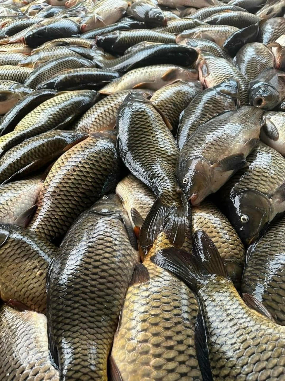 Cá lồng chết bất thường ở Hải Dương, Cục Thủy sản lấy mẫu nước kiểm tra