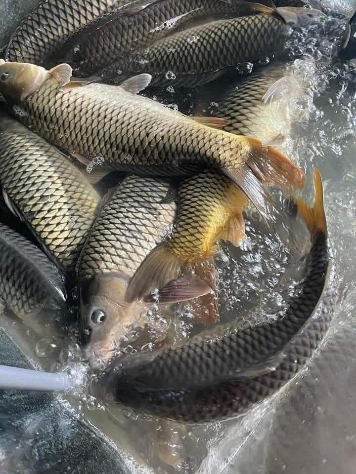 Cá lồng chết bất thường ở Hải Dương, Cục Thủy sản lấy mẫu nước kiểm tra