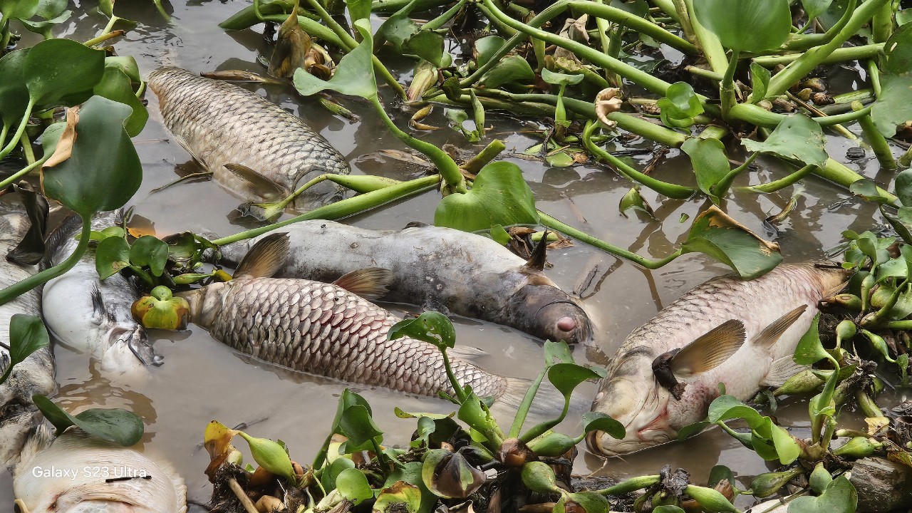 Cá nuôi lồng chết hàng loạt, Hải Dương khẩn trương xác định nguyên nhân