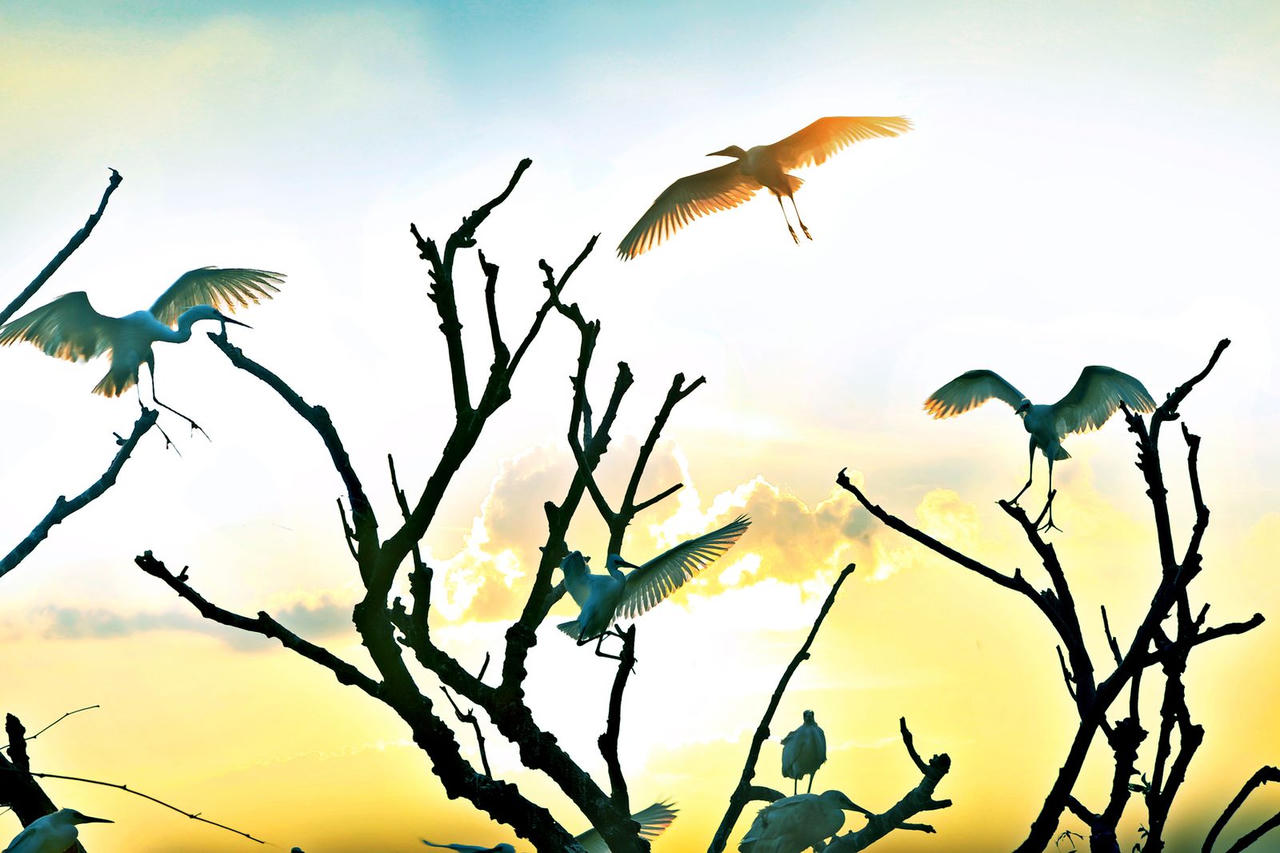 Công nhận Đảo Cò là Khu du lịch cấp tỉnh ở Hải Dương