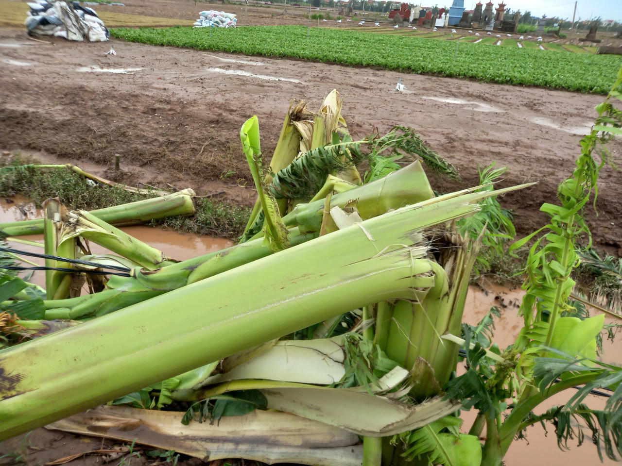 Học sinh, sinh viên nhiều nơi nghỉ học, học online sau bão số 3