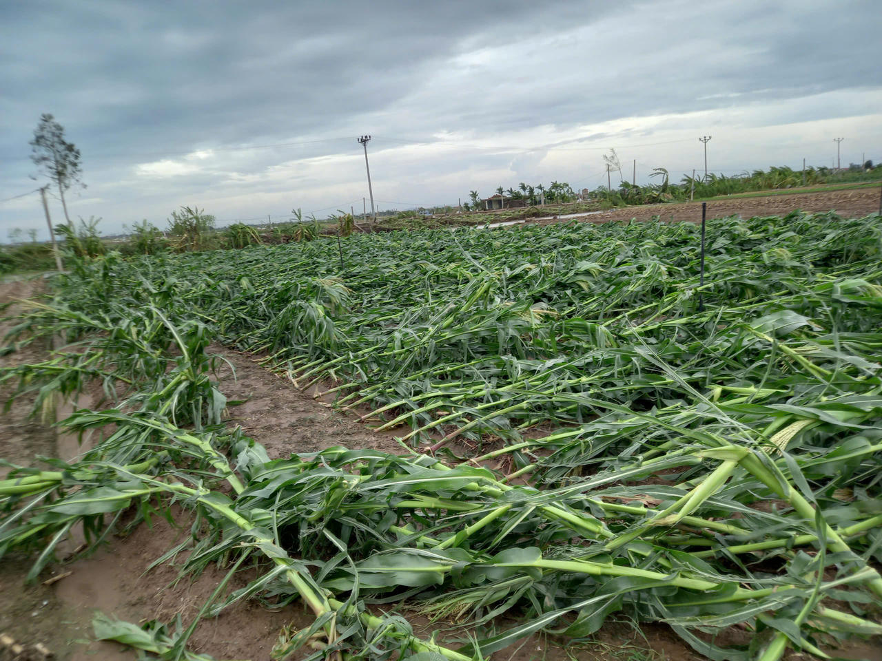 Học sinh, sinh viên nhiều nơi nghỉ học, học online sau bão số 3