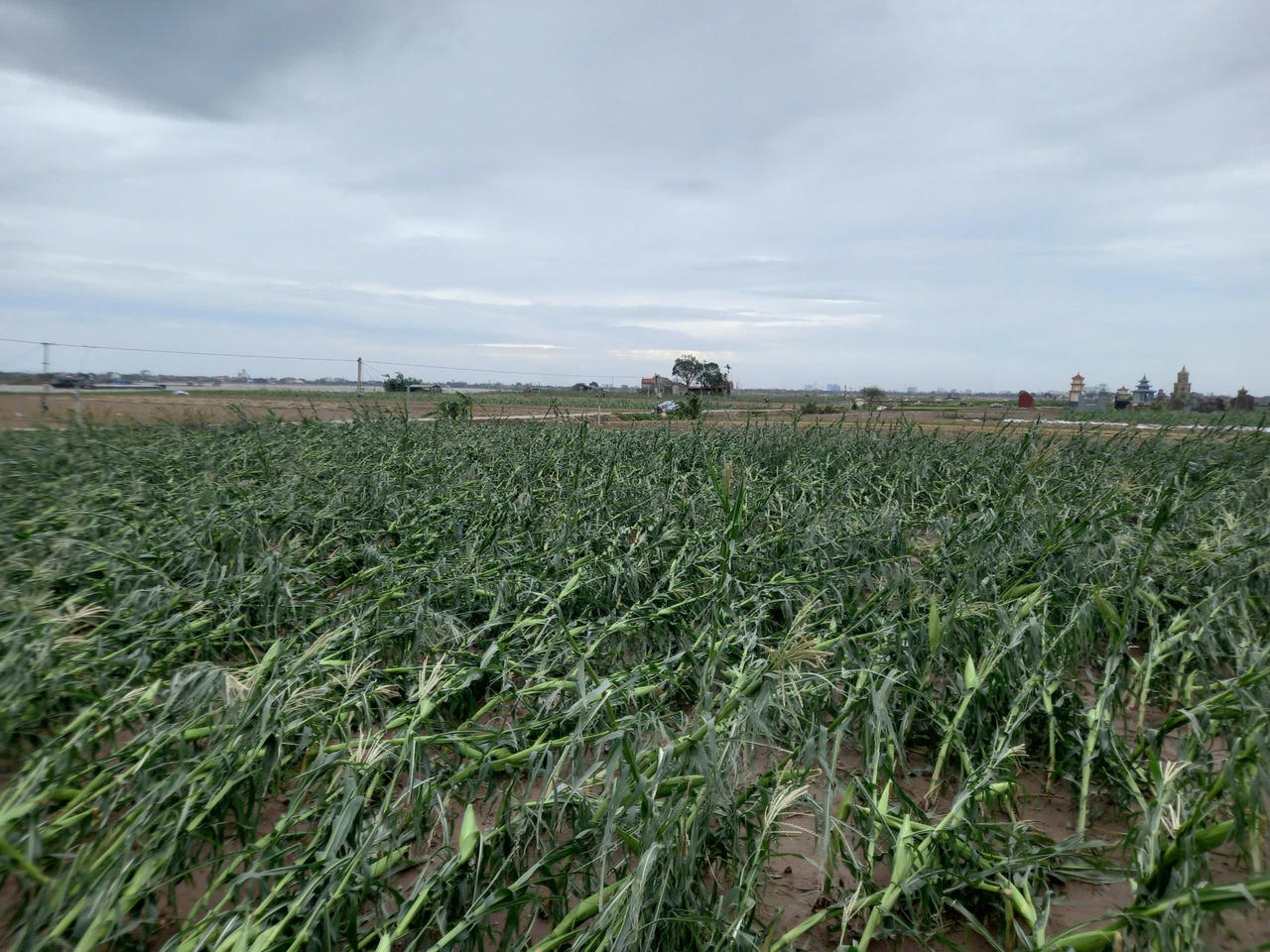 Học sinh, sinh viên nhiều nơi nghỉ học, học online sau bão số 3