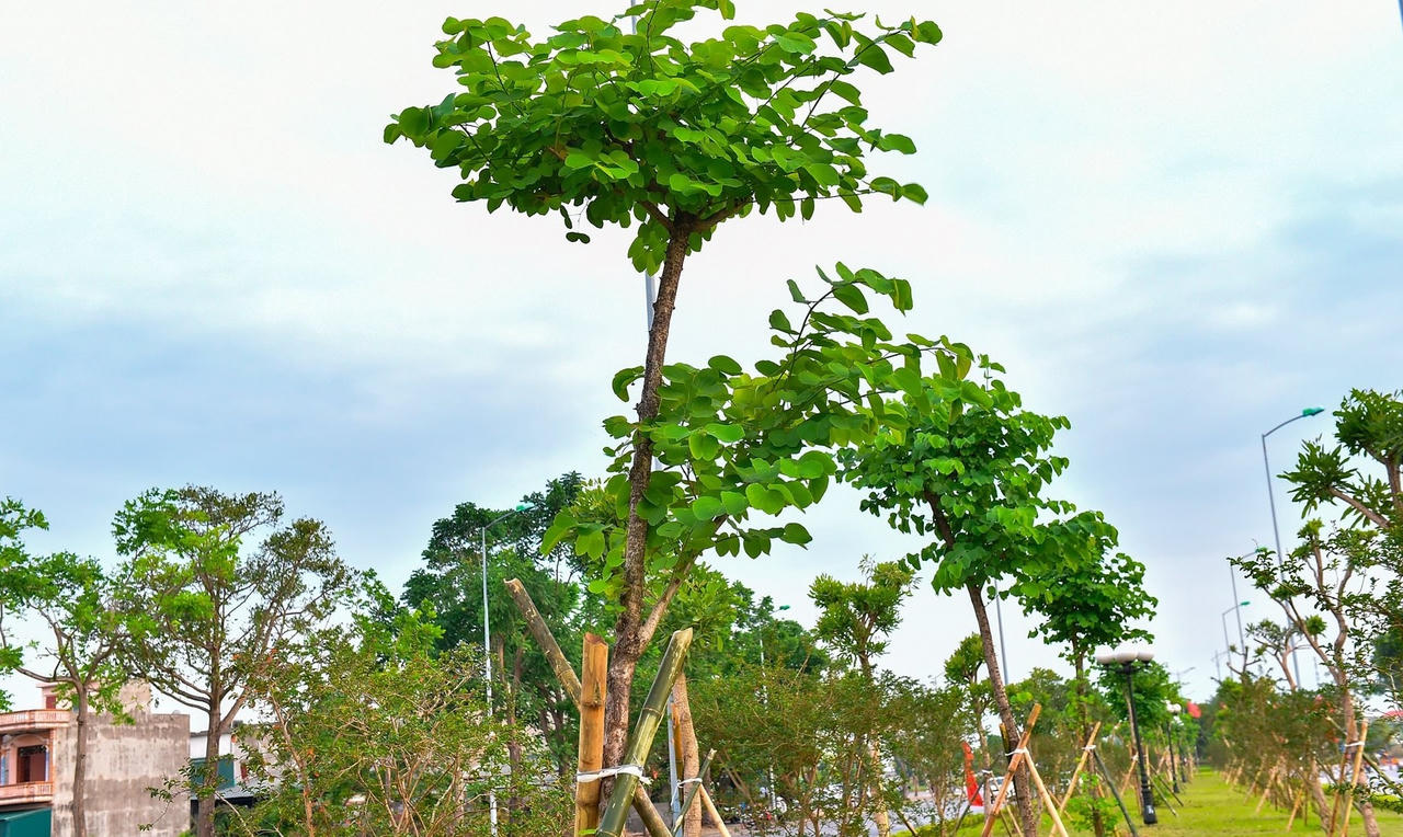 Gần 8.000 cây xanh đô thị ở TP Hải Dương đã được khôi phục sau bão số 3