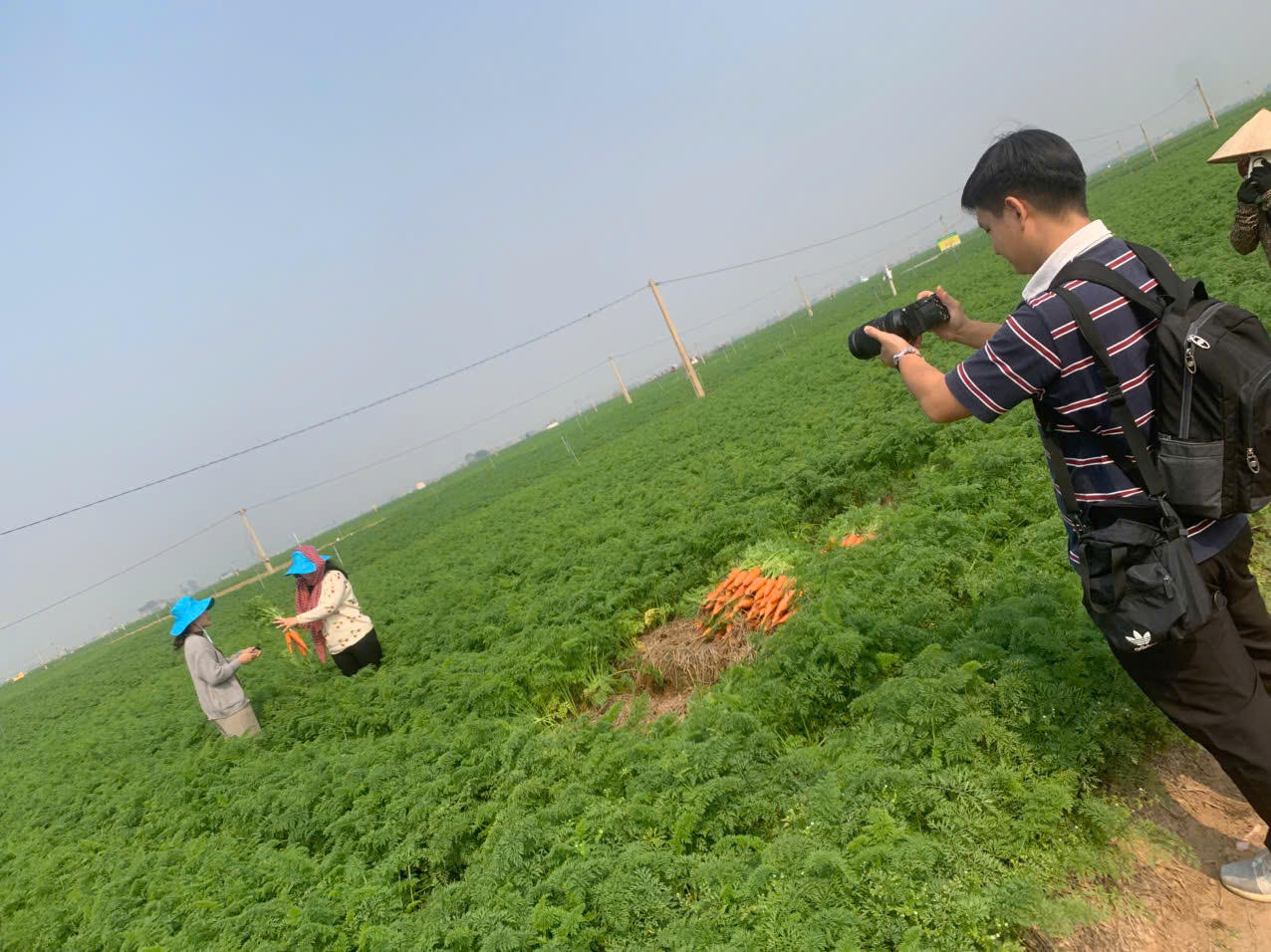 Cà rốt rớt giá, nhiều nông dân Hải Dương đối mặt nguy cơ thua lỗ